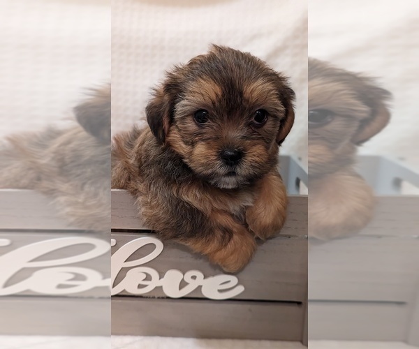 Medium Photo #1 Shih Tzu Puppy For Sale in ATWATER, CA, USA