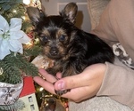 Small #1 Yorkshire Terrier