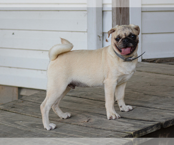 Medium Photo #3 Pug Puppy For Sale in LIBERTY, KY, USA