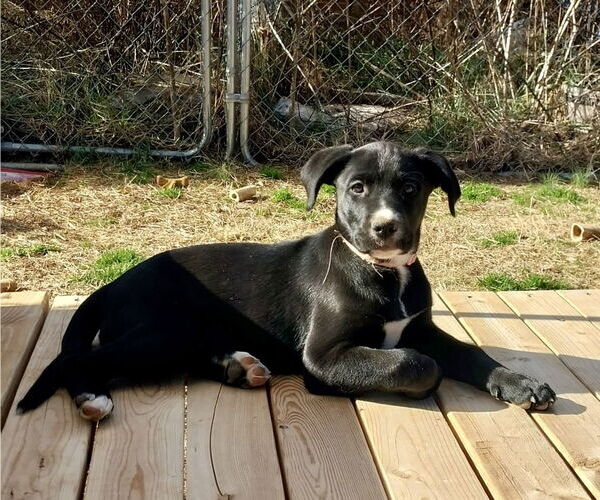 Medium Photo #2 Labrador Retriever-Unknown Mix Puppy For Sale in Mooresville, NC, USA