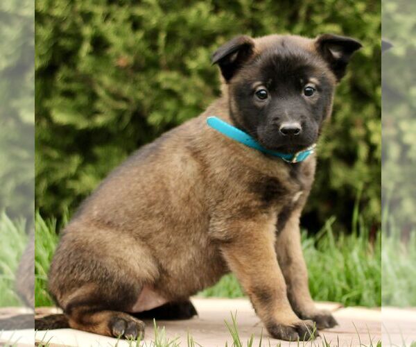 Medium Photo #3 Belgian Malinois Puppy For Sale in RONKS, PA, USA