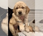 Puppy Blue Golden Retriever