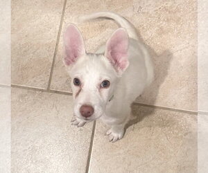 Pablo - Male Labrador Retriever-Unknown Mix Dog for Adoption - Photo #3