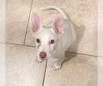 Small Photo #3 Labrador Retriever-Unknown Mix Puppy For Sale in The Woodlands, TX, USA