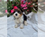 Small #3 Yorkshire Terrier