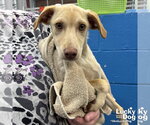 Small #1 Retriever  Mix