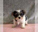 Small #2 Yorkshire Terrier