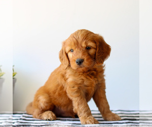 Goldendoodle Puppy for sale in LITITZ, PA, USA
