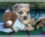 Small Photo #6 French Bullhuahua Puppy For Sale in YPSILANTI, MI, USA