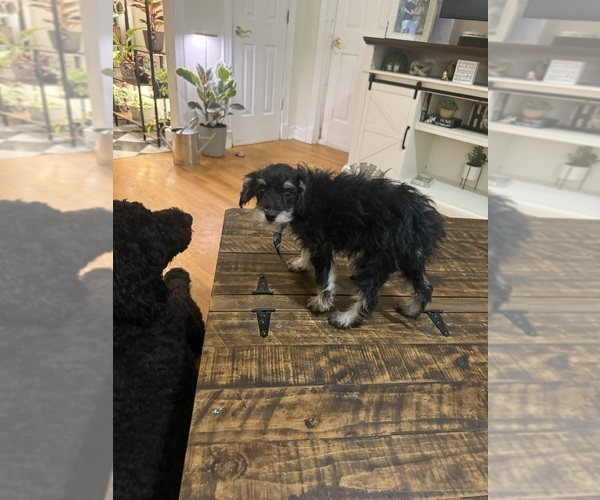 Medium Photo #39 Schnoodle (Miniature) Puppy For Sale in DINWIDDIE, VA, USA