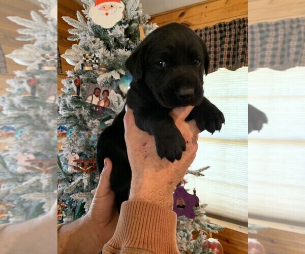 Medium Photo #4 Labrador Retriever Puppy For Sale in LEASBURG, MO, USA
