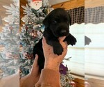 Small Photo #4 Labrador Retriever Puppy For Sale in LEASBURG, MO, USA