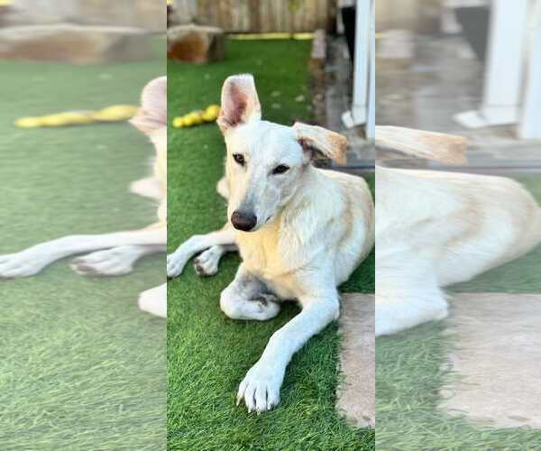 Medium Photo #3 Siberian Husky-Unknown Mix Puppy For Sale in La Verne, CA, USA