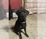 Small Photo #1 Chinese Shar-Pei Puppy For Sale in MILAN, IL, USA