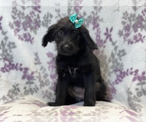 Australian Cattle Dog-Border Collie Mix Puppy for sale in LAKELAND, FL, USA