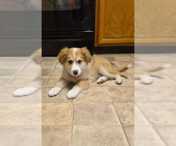 Medium Photo #1 Australian Shepherd-Collie Mix Puppy For Sale in pomfret, CT, USA