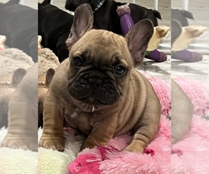 French Bulldog Puppy for sale in BOLIVAR, MO, USA