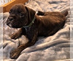 Small #3 Boxer
