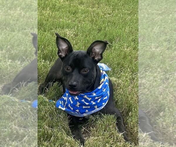 Medium Photo #1 Mutt Puppy For Sale in Munford, TN, USA