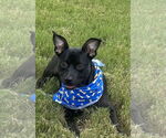 Small Mutt