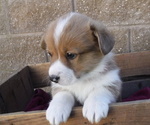 Small Photo #7 Pembroke Welsh Corgi Puppy For Sale in REDDING, CA, USA