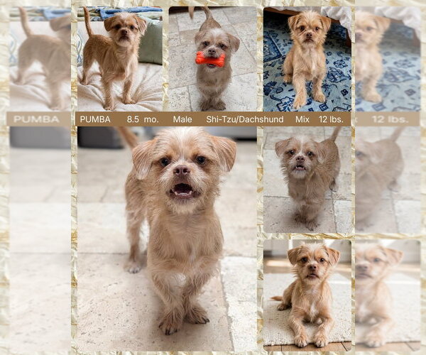 Medium Photo #1 Schweenie Puppy For Sale in Mesa, AZ, USA