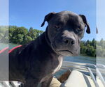 Small #42 American Pit Bull Terrier