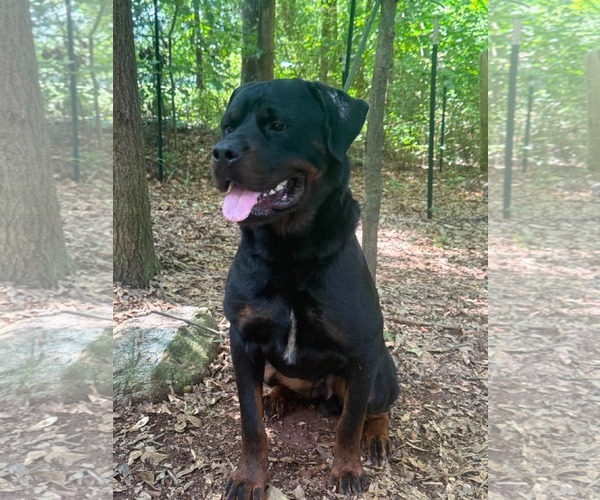 Medium Photo #3 Rottweiler Puppy For Sale in Hillsboro, NH, USA