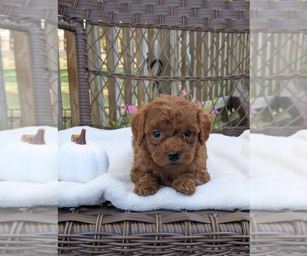 Medium Photo #17 Cock-A-Poo-Poodle (Miniature) Mix Puppy For Sale in SALEM, MO, USA