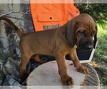 Small #1 Redbone Coonhound