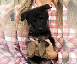 German Shepherd Dog Puppy for Sale in OSTRANDER, Ohio USA