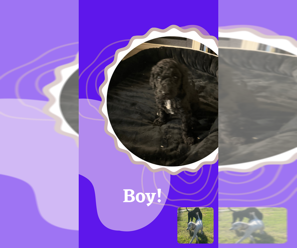 Medium Photo #7 Poodle (Standard) Puppy For Sale in SACRAMENTO, CA, USA