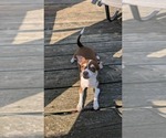 Small Photo #1 Chihuahua Puppy For Sale in HUDSONVILLE, MI, USA