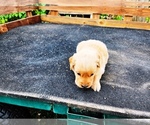 Small #5 Golden Retriever