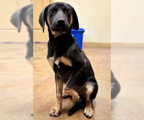 Medium Photo #3 Catahoula Leopard Dog-Coonhound Mix Puppy For Sale in Mountain View, AR, USA