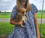 Small Photo #19 Pembroke Welsh Corgi Puppy For Sale in SHILOH, OH, USA