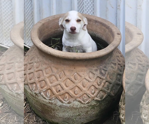 Medium Photo #16 Chiweenie Puppy For Sale in Wakefield, RI, USA