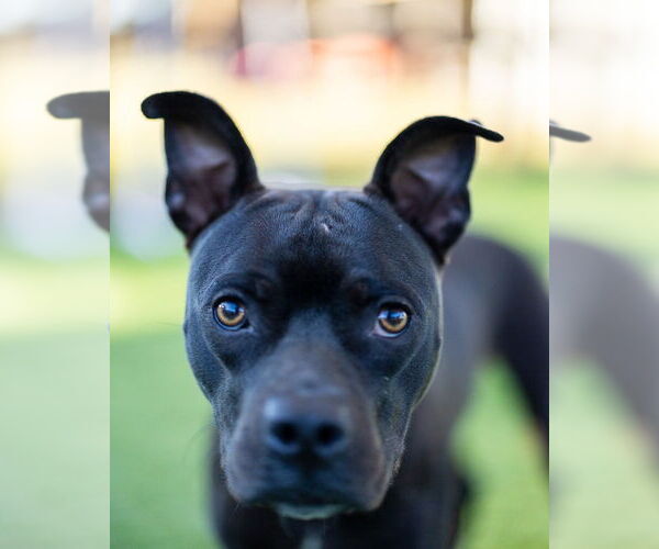 Medium Photo #3 Mutt Puppy For Sale in oakland, FL, USA