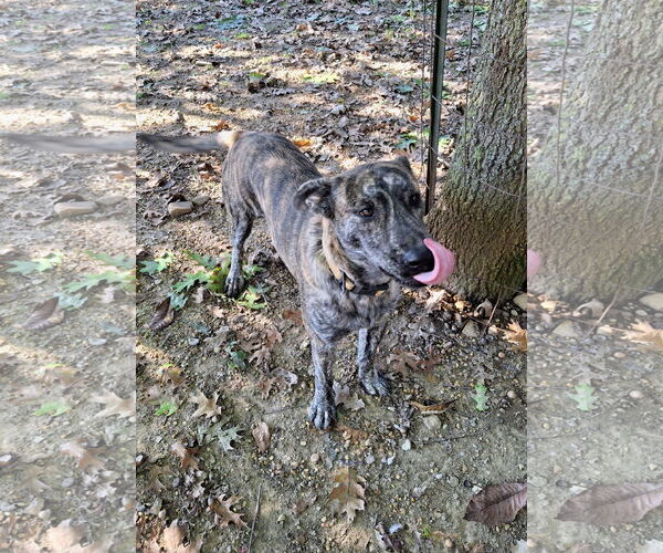 Medium Photo #3 Catahoula Leopard Dog-Mountain Cur Mix Puppy For Sale in Mountain View, AR, USA