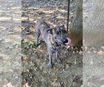 Small #2 Catahoula Leopard Dog-Mountain Cur Mix