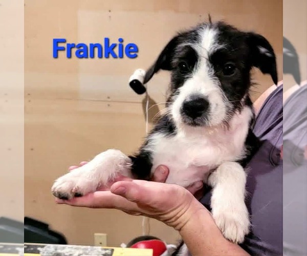 Medium Photo #4 American Pit Bull Terrier-Shih Tzu Mix Puppy For Sale in Des Moines, IA, USA