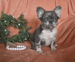 Small Photo #1 French Bulldog Puppy For Sale in FREDERICKSBURG, OH, USA