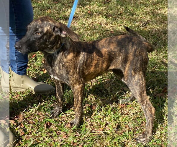 Medium Photo #2 Plott Hound-Unknown Mix Puppy For Sale in Canton, CT, USA