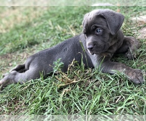 Cane Corso Puppy for sale in KLEIN, TX, USA