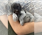 Litter of 12 - Male(s) and Female(s) Wirehaired Pointing GriffonLitter of Puppies for Sale - Small photo