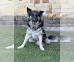 Small #3 German Shepherd Dog Mix