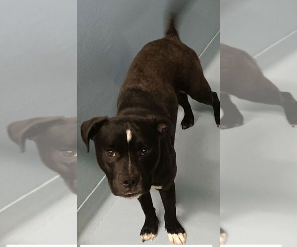 Medium Photo #4 American Staffordshire Terrier-Labrador Retriever Mix Puppy For Sale in Brewster, NY, USA