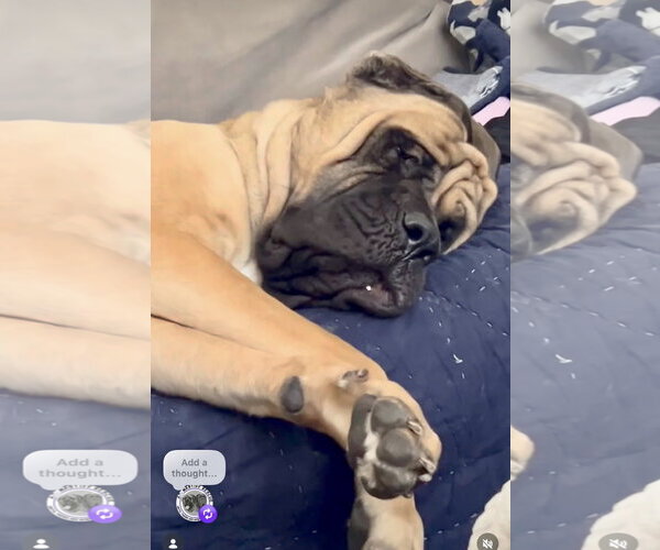 Medium Photo #13 Mastiff Puppy For Sale in Goodyear, AZ, USA