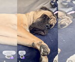 Small #12 Mastiff