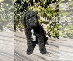 Puppy 4 Airedoodle